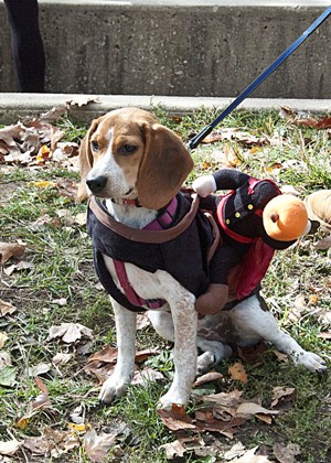 Fall Festival