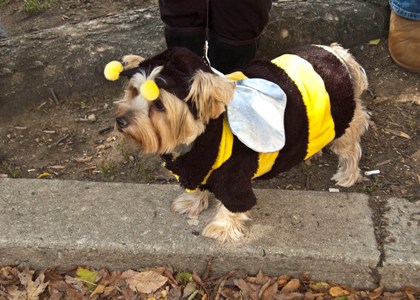 Fall Festival