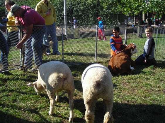 Fall Festival