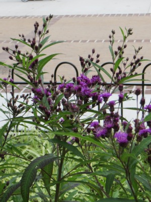 Ironweed