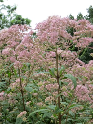 Eupatorium