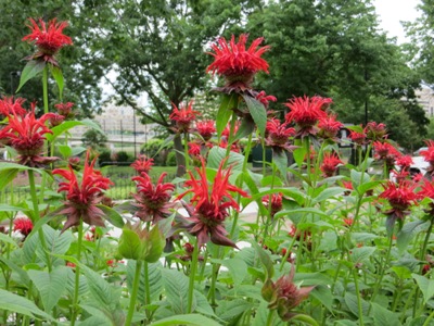 Monarda