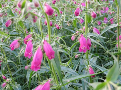 Penstemon