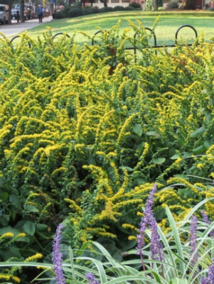 Goldenrod