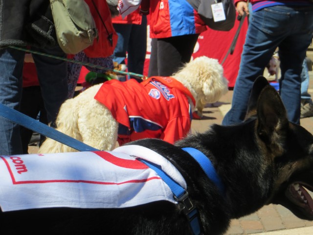 Phillies Pup Rally