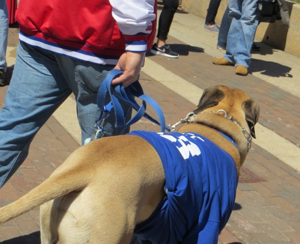 Phillies Pup Rally