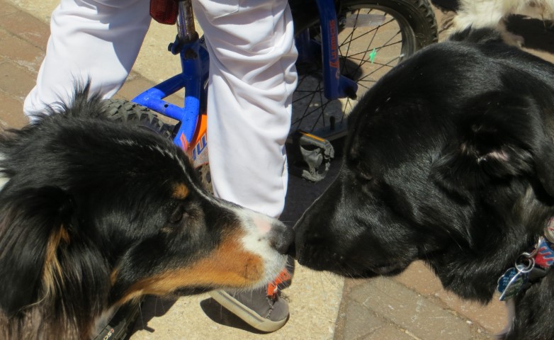 Phillies Pup Rally