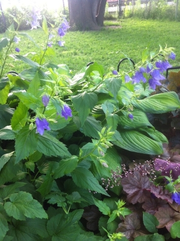 campanula