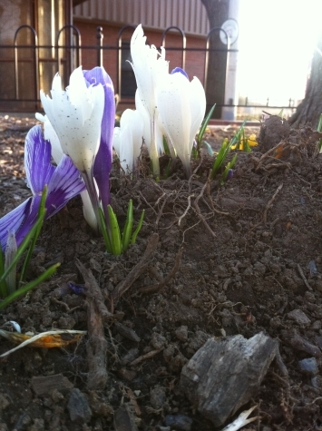 crocus3