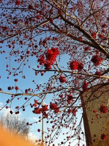 redmaple