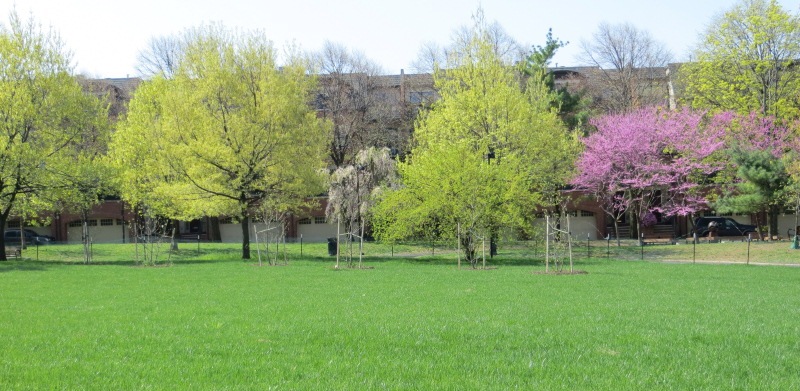 trees in Schuylkill River Park